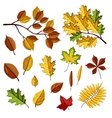 autumn leaves vector image