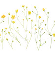 watercolor floral composition vector image