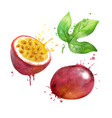 watercolor passionfruit vector image