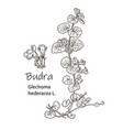 hand drawn herb botanical plant vector image