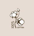 cotton plant branch vector image vector image