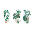 three groups with potted tropical home plants vector image