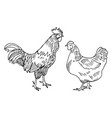 chicken sketch hen and rooster drawing farm vector image vector image