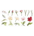 watercolor roses elements collection vector image