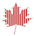 striped maple leaf vector image