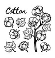 cotton monochrome sketch clip art vector image vector image
