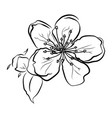 blooming cherry sakura branch with flower buds vector image vector image