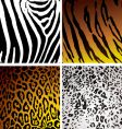 animal skin variation vector image
