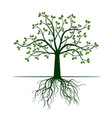 green tree with roots vector image
