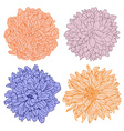 hand drawn chrysanthemum flowers set vector image