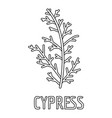 cypress leaf icon outline style vector image