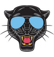 black panther face with aviator sunglasses vector image