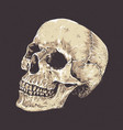 anatomic grunge skull vector image