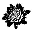 chrysanthemum flower image vector image vector image