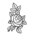 hand drawn buds and flower rose sketching vector image vector image