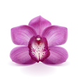flower purple orchid vector image