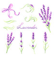 lavender flowers and bunches set watercolor vector image
