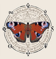 with a peacock eye butterfly vector image