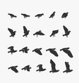 animation dove flying vector image