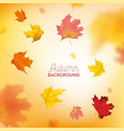 autumn background with red and yellow maple leaves vector image vector image