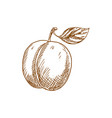 fresh plum fruit sketch vector image