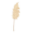 pampas grass branches dry feathery head plumes vector image vector image