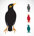 myna bird vector image vector image