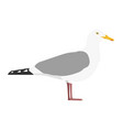 larus argentatus - european herring gull vector image vector image