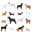 dog breed vector image