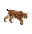 lynx from a splash watercolor colored drawing vector image