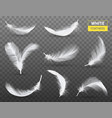white feathers transparent set vector image