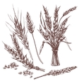 hand drawn wheat ears decorative icons set vector image