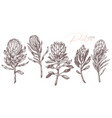 set king and queen tropical protea vector image vector image
