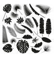 black tropical leaves collection isolate vector image