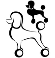 poodle dog vector image
