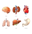 human internal organs anatomy in cartoon vector image vector image