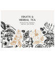 herbal tea ingredients banner summer drinks vector image vector image