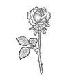 rose flower sketch vector image
