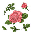 set coral roses hand drawing vector image