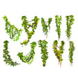 cartoon vertical jungle tropical liana branch vine vector image vector image