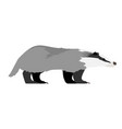meles - common badger - side view vector image vector image