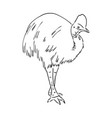 hand drawn black and white cassowary isolated vector image vector image