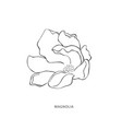 hand drawn magnolia flower botanical design vector image