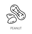outline goober nut in husk groundnut or peanut vector image
