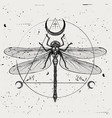 a hand-drawn dragonfly vector image