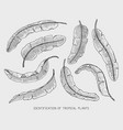 engraved hand drawn tropical or exotic leaves vector image vector image