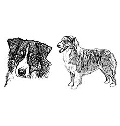 Portrait australian shepherd Royalty Free Vector Image