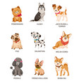 cute puppies funny dogs different breeds vector image