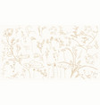 wild gold flowers collection grass herbs vector image