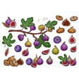 dry and fresh figs hand drawn vector image